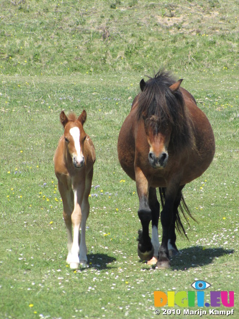 SX14242 Horse and foal approaching